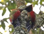 Checker-throated Woodpecker